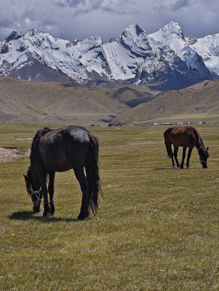 Pexels Photo 35659681