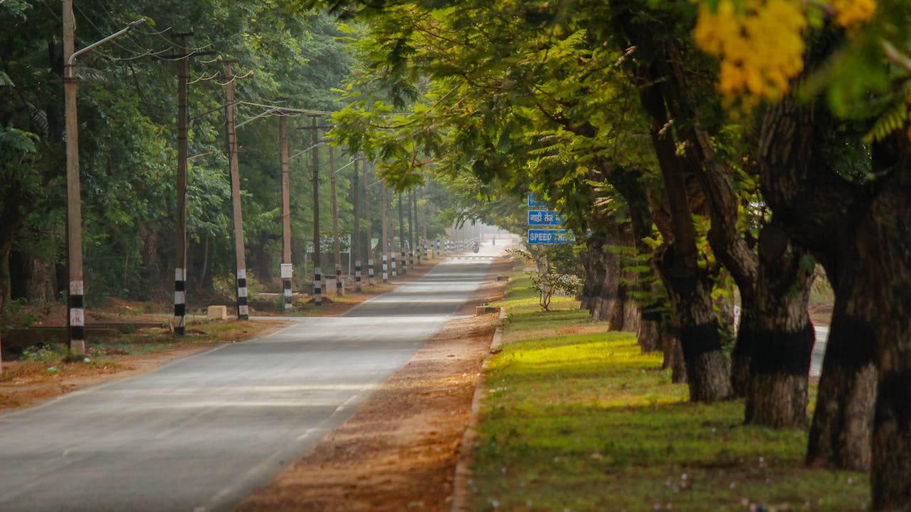 Peaceful tree-lined road in park with shaded pathway and morning light.