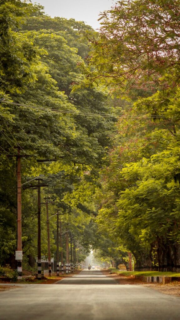 A picturesque rural road surrounded by lush greenery and towering trees, creating a serene landscape.