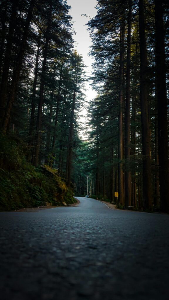 A tranquil road through a dense forest in Kasol, India inviting exploration and nature immersion.